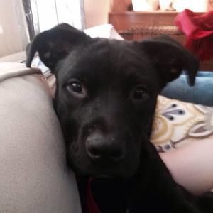 Meet your Posher, Dawn